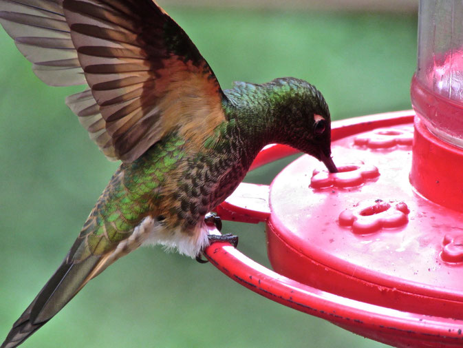 Another Humming Bird in Colombia