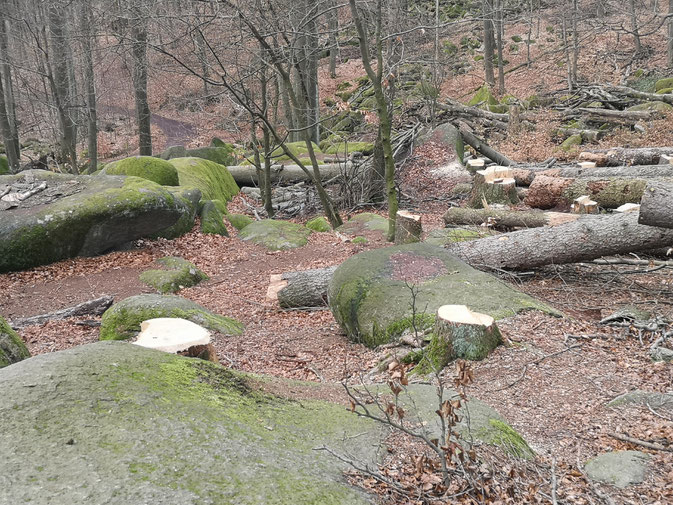 Fällmaßnahmen im NSG ohne Rücksicht auf die einzigartige Verbindung von Fels und Wald © Y. Albe