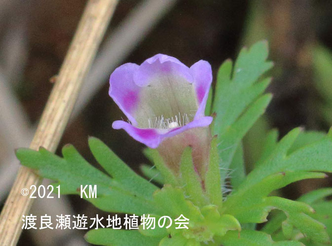 渡良瀬遊水地に生育しているキクモの画像その４