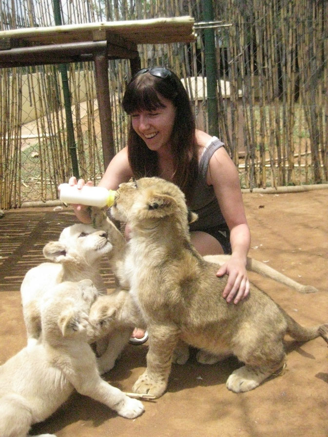 Feeding time at Buntle Ba Project with Africa Volunteer Adventures