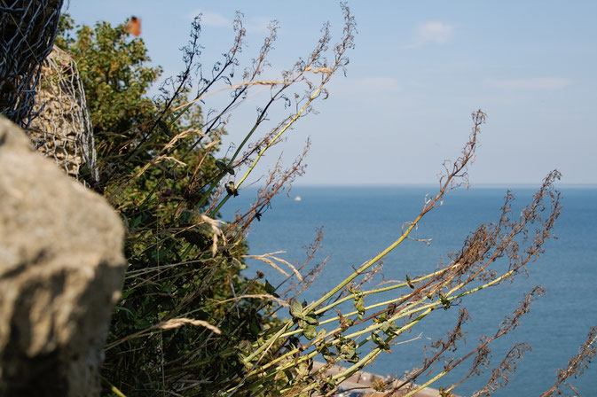 (M)ein Tag am Meer - Scarborough Meerblick - Zebraspider DIY Blog