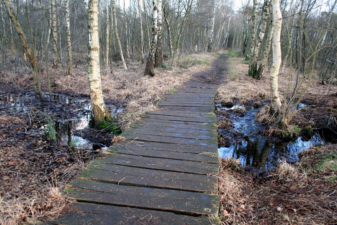 Brücke im Venner Moor