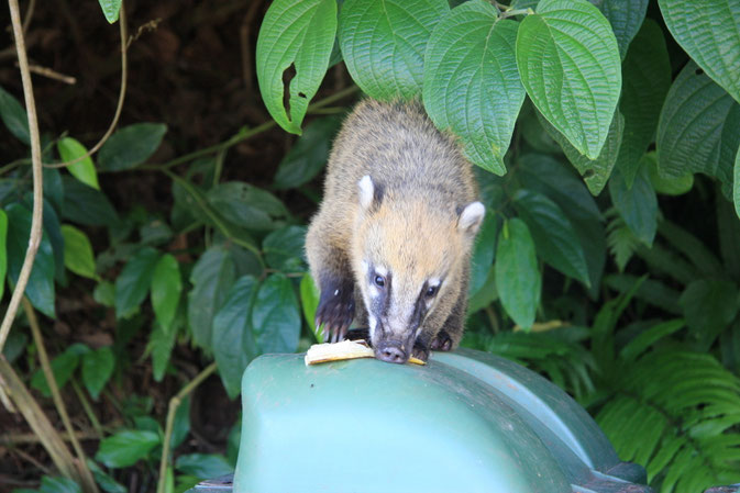 Nasenbär bei seiner Lieblingsbeschäftigung