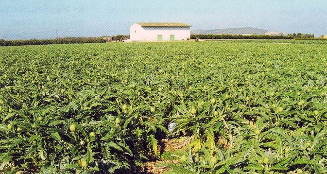 La Alcachofa de Benicarló, es tan famosa que incluso ha sido reconocida con su propia Denominación de Origen.