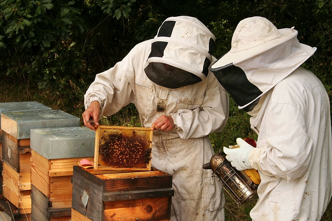 hors cadre;apiculture;gers;bio;boulaur;ruche warré