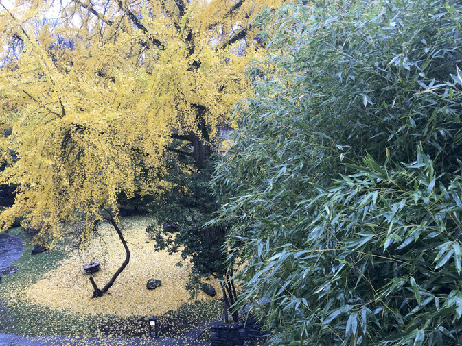Ginko vor der Casa, Nov. 2016