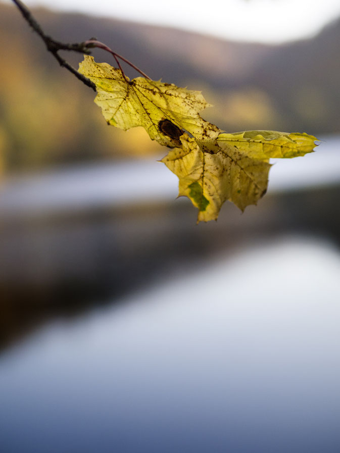 gerade noch Oktober in Lucelle