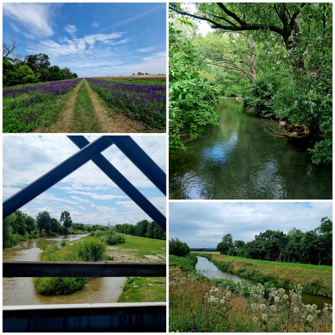 babebi-ontour.com, Hatschn&Haxln, durch ganz Österreich, Wien, Burgenland, Niederösterreich, Radtour, Radfahren im Burgenland, Weintour, Neusiedlersee, Eisenstadt, bucklige Welt, Köszeg, Sonnenblumenfelder, Windräder, Natur pur