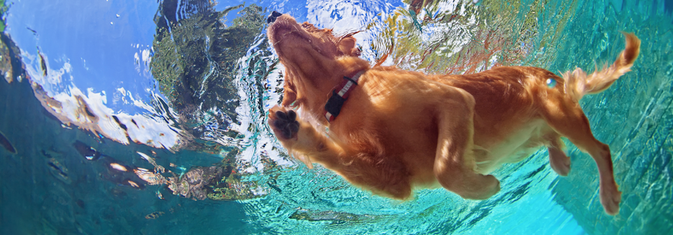 Hond zwemmen