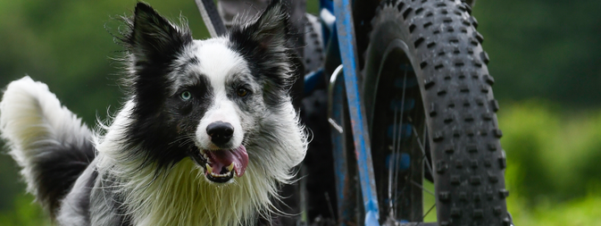 fietsen met je hond
