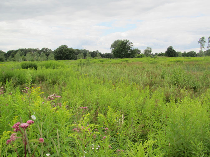 Zumpe, Groenendaal in 2012. Guldenroede domineert op delen die niet voldoende zijn afgegraven.