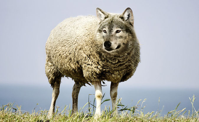 Wolf in sheep's clothing - SarahRichterArt (Public domain)