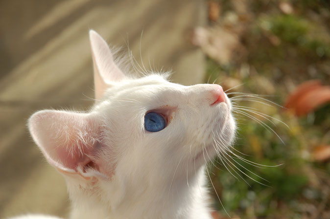 Malfalathiel's Legolas aka Junior, Balinese, foreign white, M