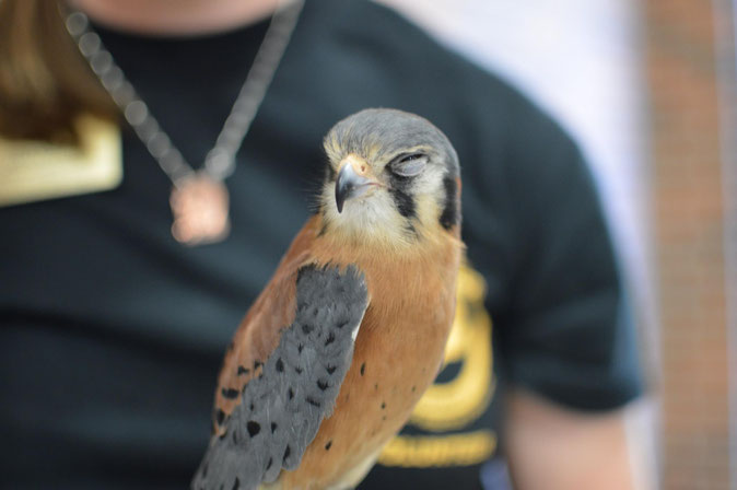 Hephaestus the Grumpy Kestrel, Guardian of the Archives, Education Bird with MU Raptor Rehabilitation