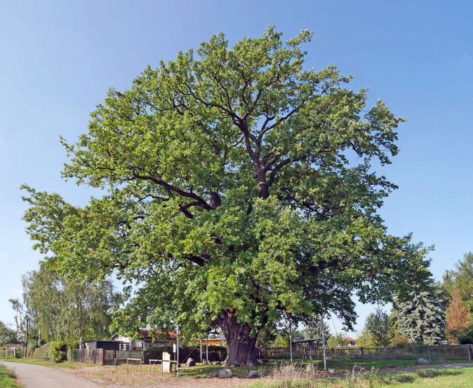 Schwedeneiche bei Weida