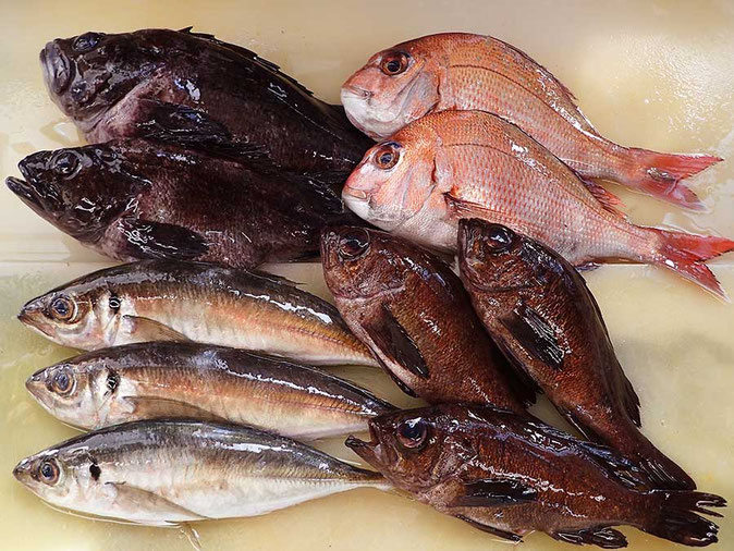 男鹿の魚　産地直送地魚