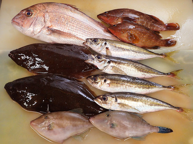 高級魚　寿司