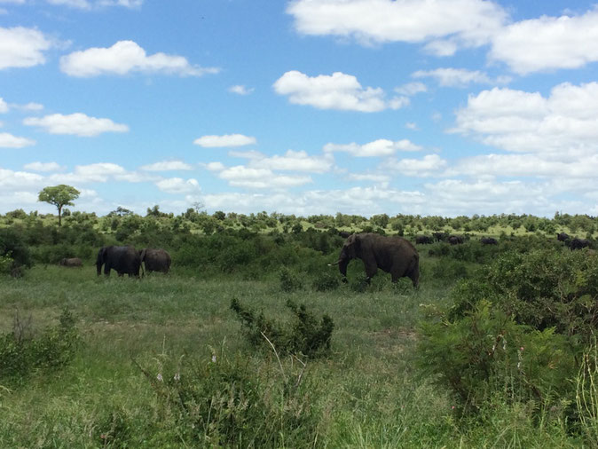 Kruger National Park, Südafrika, Reisen, Travelblog, Reiseblog, Natur, Big 5, Afrika, Safari