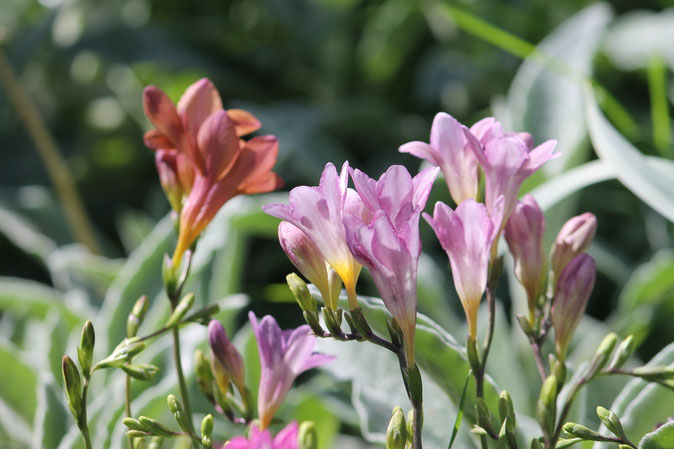 Freesia's reaching the sky,