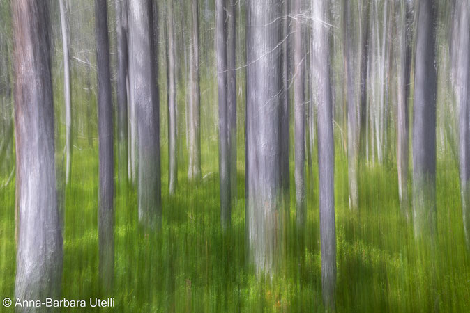 07/2025: Alpenschneehuhn: Weibchen im Sommerkleid
