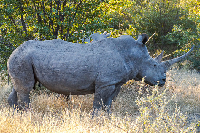Rhinozeros - Arbeitsleid