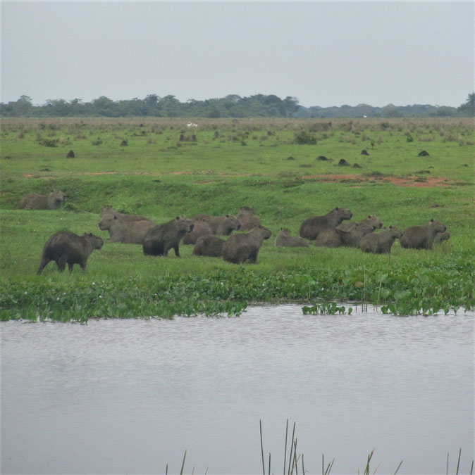 Wasserschweine in den Llanos