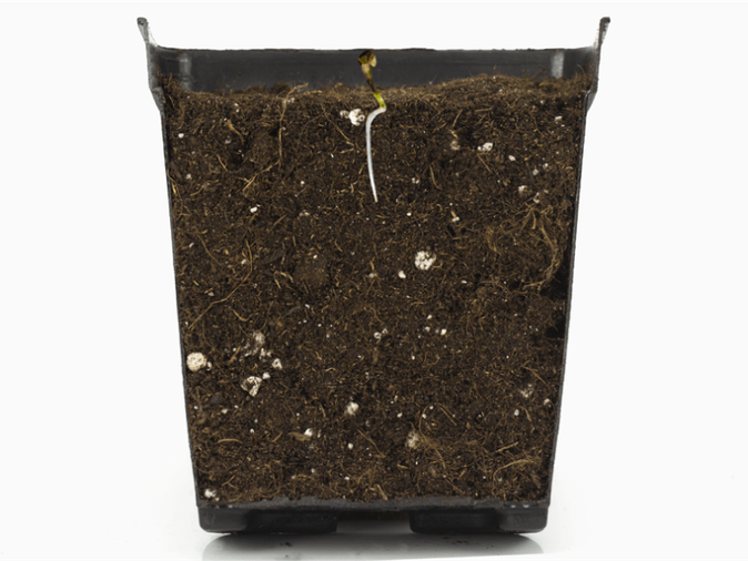 Semilla de marihuana de cultivo de interior germinada en maceta