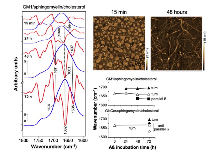 図6A　GM1含有膜の上で集合したAßのFTIR解析（左）、Aß線維のAFM画像（右上）、Aßの高次構造の継時変化（右下）（文献[7]より引用）