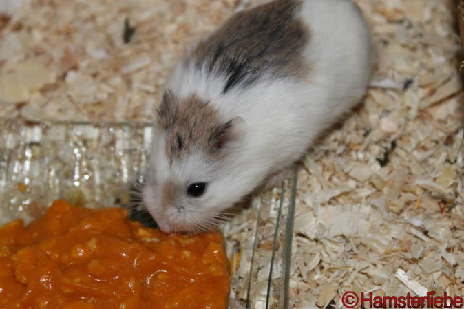 Roborowski Zwerghamster (Phodopus roborovskii) - Image