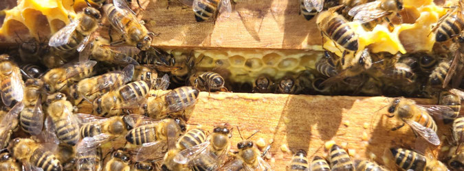 schellenbergerbienenwerkss Webseite!