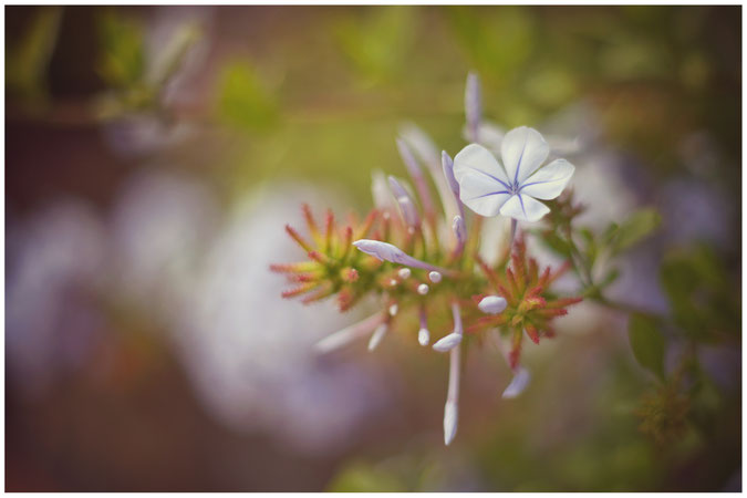 sommerliche Blume