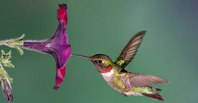 National Geographic