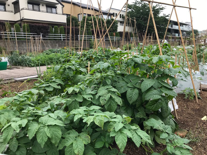 じゃがいもの収穫は6月の末頃?