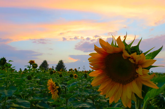 Sonnenblumen Sonnenblumenfeld Neustrelitz Urlaub in MV