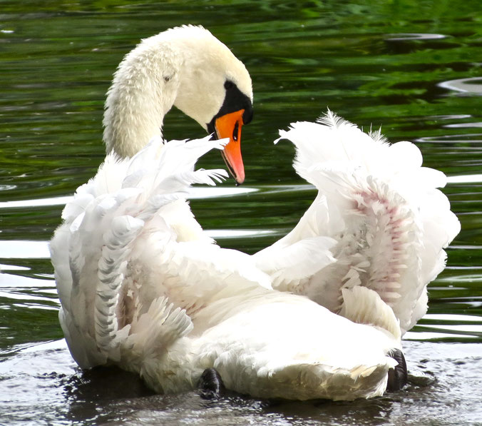 Altschwan auf der "Alte Havel" bei Ihrem "Feriendorf Drewensee"