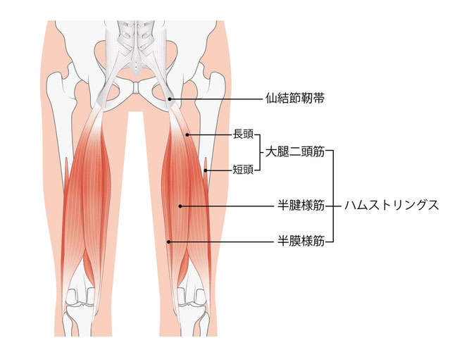 ハムストリングス
