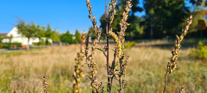 Die Raupe des Beifuß-Graumönches (Cucullia artemisiae) an Überhängendem Beifuß (Artemisia vulgaris). ©S. Fuchs