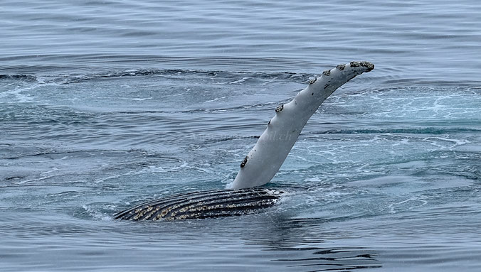 Buckelwal in der Antarktis