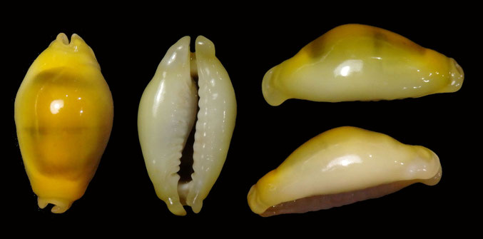 www.edspalshells.com 