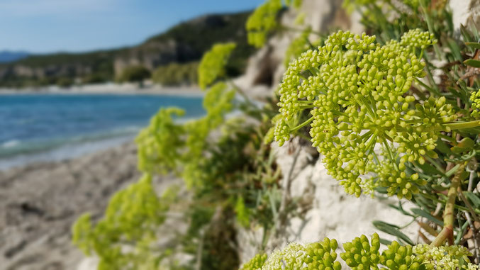 Zeevenkel of zeekervel (Crithmum maritimum). Kenmerkend voor Samos.