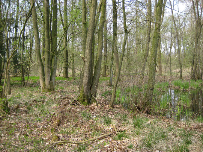 Eiken-Haagbeukenbos