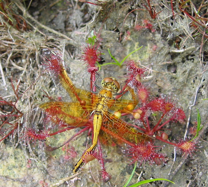 Sympetrum flaveolum gevangen op Kleine zonnedauw