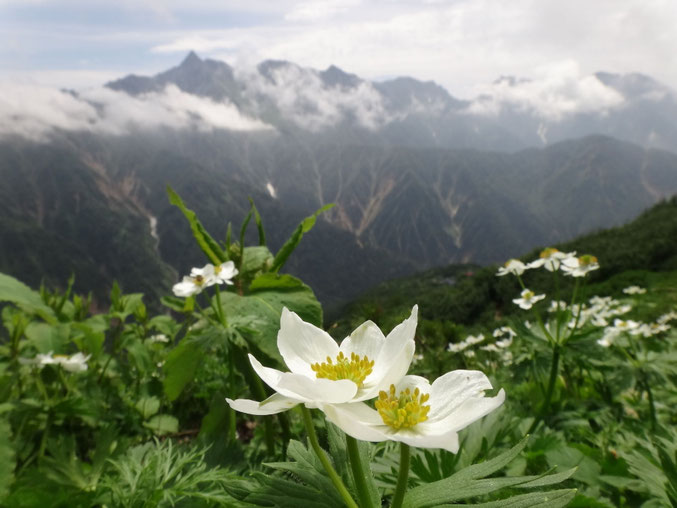 白山一花と穂高の峰々