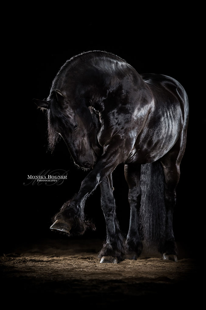 Friese, Pferde im Studio, Pferde vor schwarzem Hintergrund, Pferdefotografie