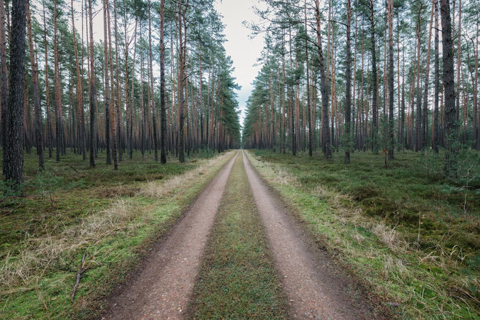 Uckermark, Bäume, Wald, Waldbaden, Holger Nimtz, Fotokunst, forest, fine art, Fotografie, photography, 