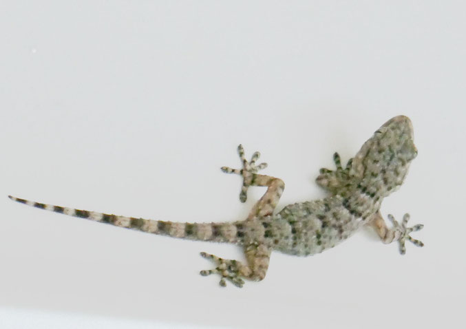 Le margouillat (ou gecko). Celui-ci a été retrouvé dans un bac à douches. Très petit (10 cm), il a rejoint le jardin avec plaisir après un petit coup de main. (Voir Gazette 91)