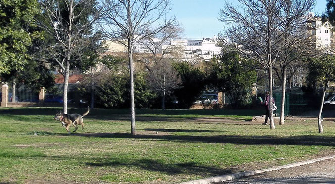 Perros en parques y jardines de València sin correa sueltos y sin bozal, heces sin recoger, suciedad y peligro para la salud.