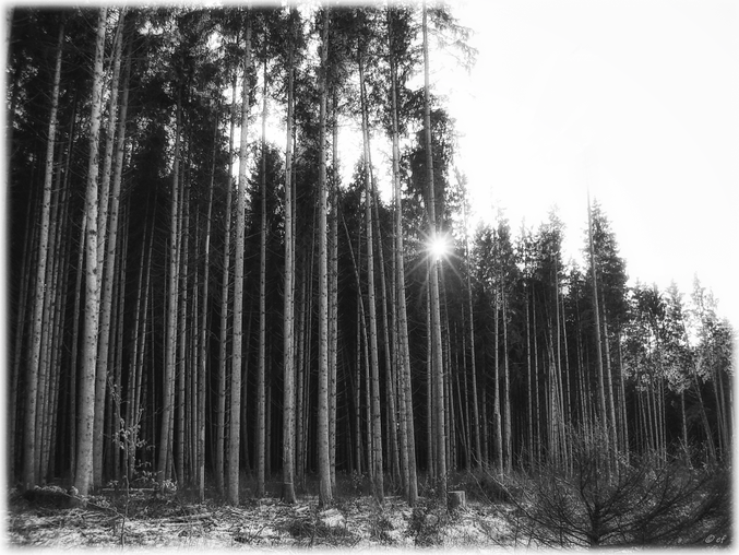 Winterliches Sonnenlicht