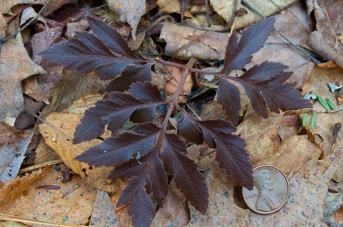 The uncut form of Cut-leaved Grape Fern (Botrychium dissectum obliquum)