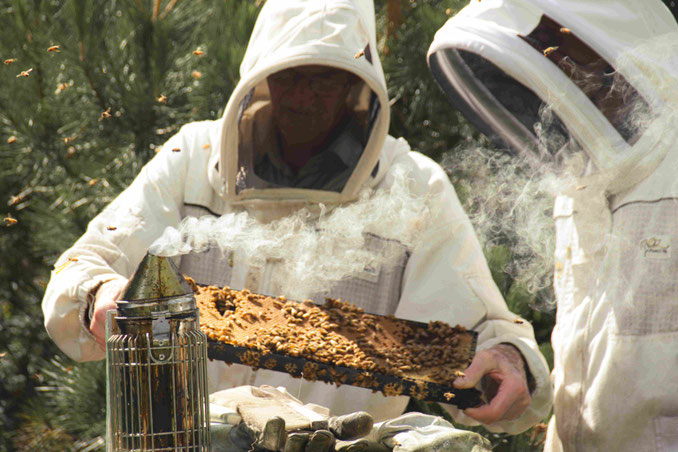 Photographie de deux apiculteurs en Nouvelle-Zélande, dans un rucher et un enfumoir posé sur une ruche en train d'analyser un cadre de Miel. Beaucoup d'abeilles volent autour d'eux